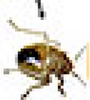 bedbug_icon